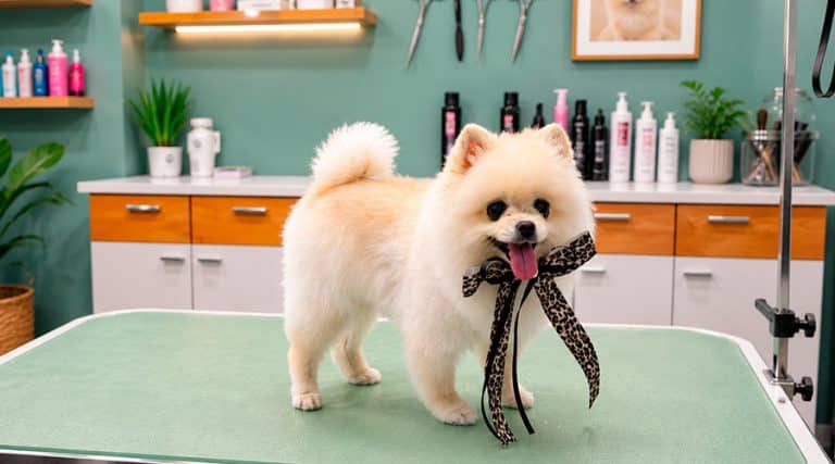 A mi Pomerania no le crece el pelo