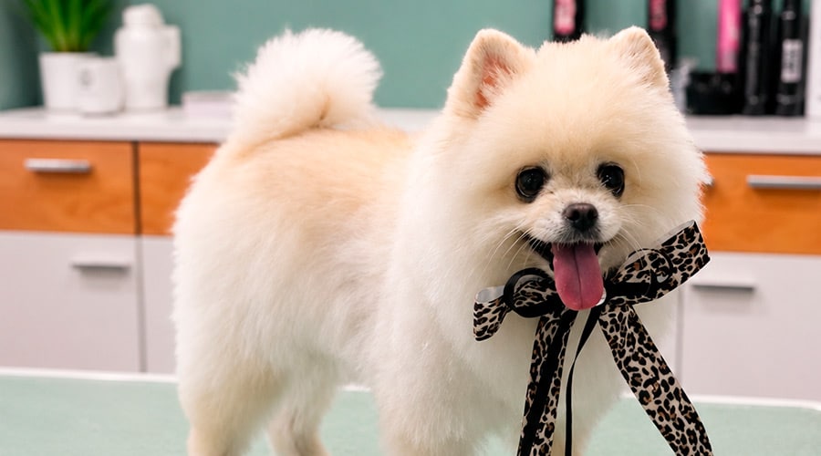 Pomerania que no le crece el pelo
