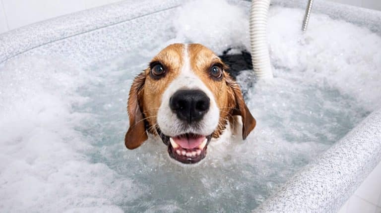 Cómo abrir una peluquería canina que funcione