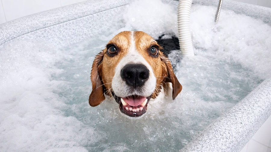 Cómo abrir una peluquería canina que funcione