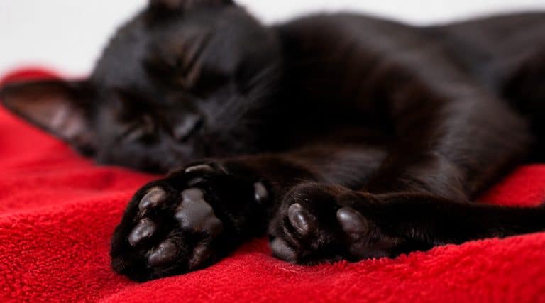 Almohadillas de los gatos