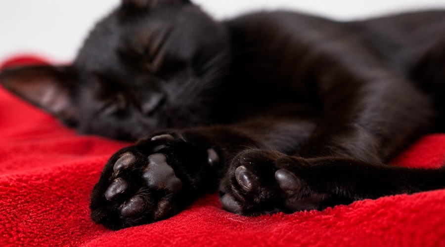 Almohadillas de los gatos