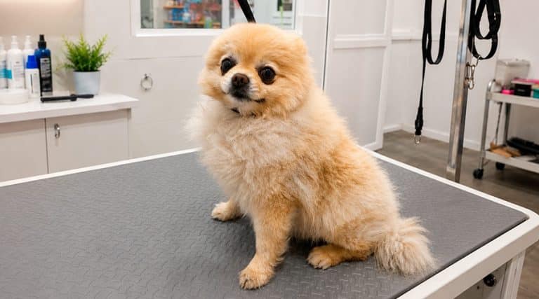 Qué es la alopecia X en Pomerania