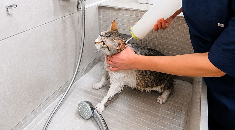 ¿Qué puedo hacer si mi gato no se deja bañar?