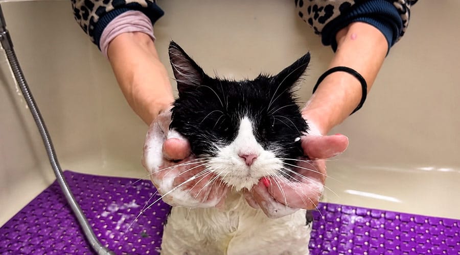 Cada cuánto hay que bañar a un gato