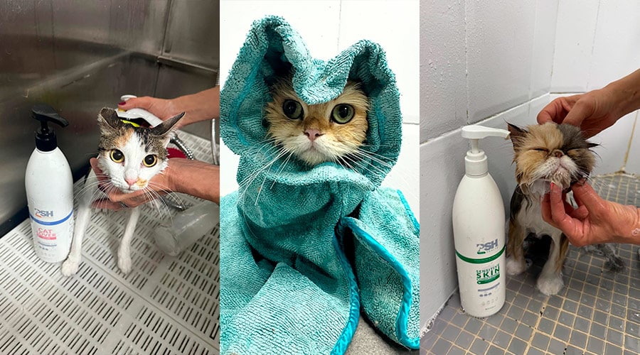 ¿Cuántas veces hay que bañar a un gato?