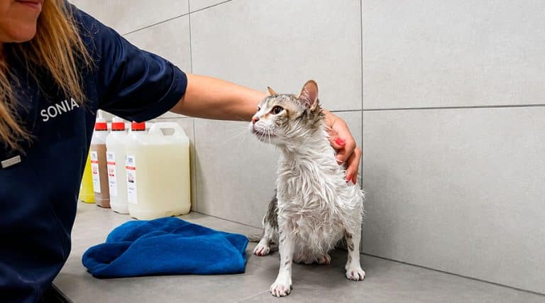 Cómo bañar a un gato que no se deja