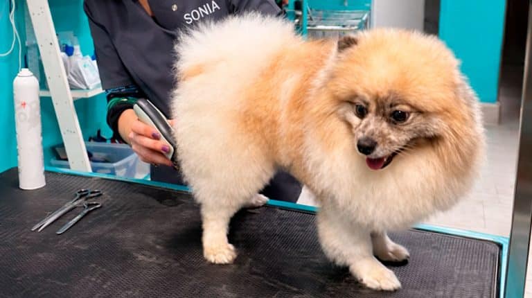 como comercializo mi negocio de peluquería canina