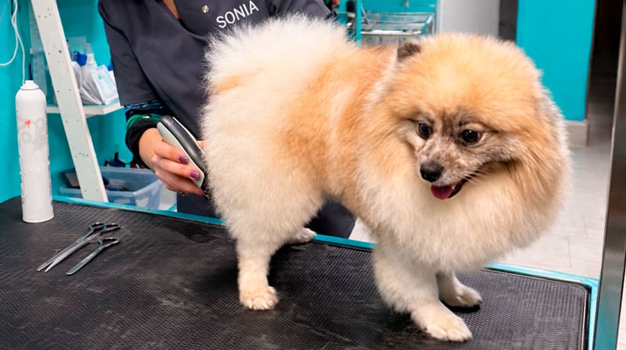 como comercializo mi negocio de peluquería canina