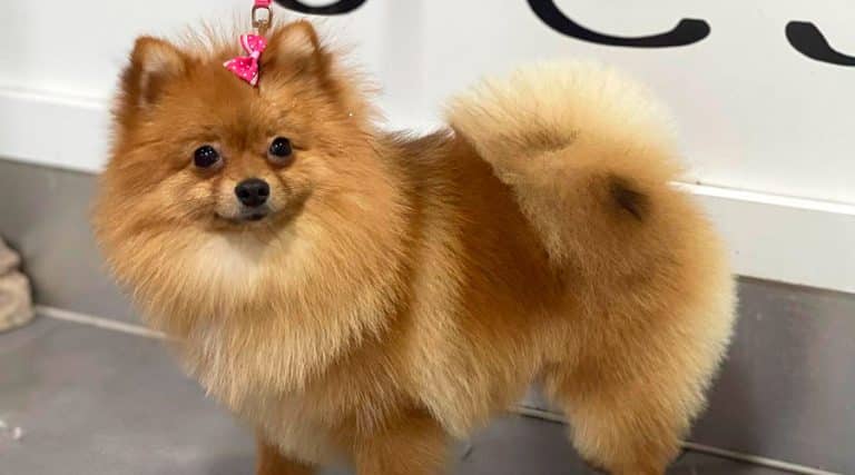 Cómo comienza la alopecia en Pomerania