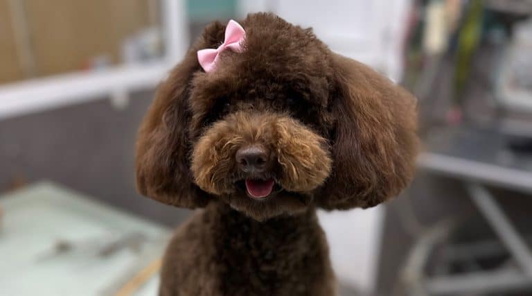 Cómo cortar el pelo a un caniche