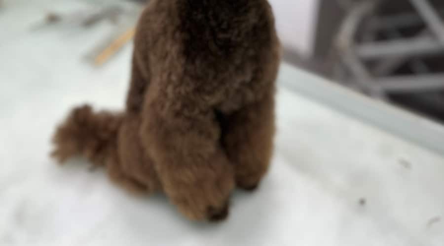 cortar el pelo a un caniche si eres profesional