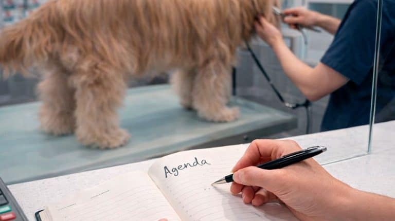 Cómo organizar la agenda de una peluquería canina