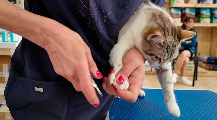 cortar las uñas a los gatos