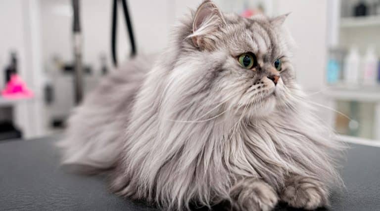 corte de pelo para gato persa