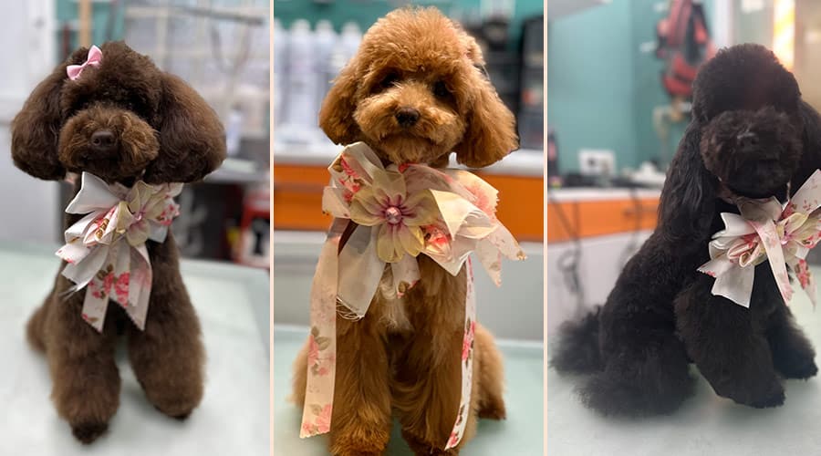 Corte de pelo para el caniche en verano