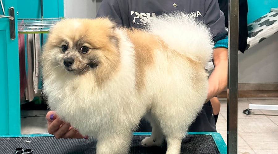 Este es el mejor corte de pelo para el Pomerania