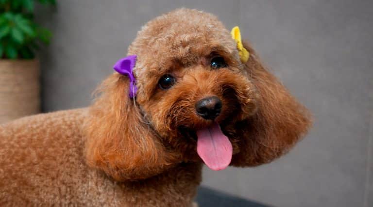 Corte de pelo recomendado para el caniche en verano