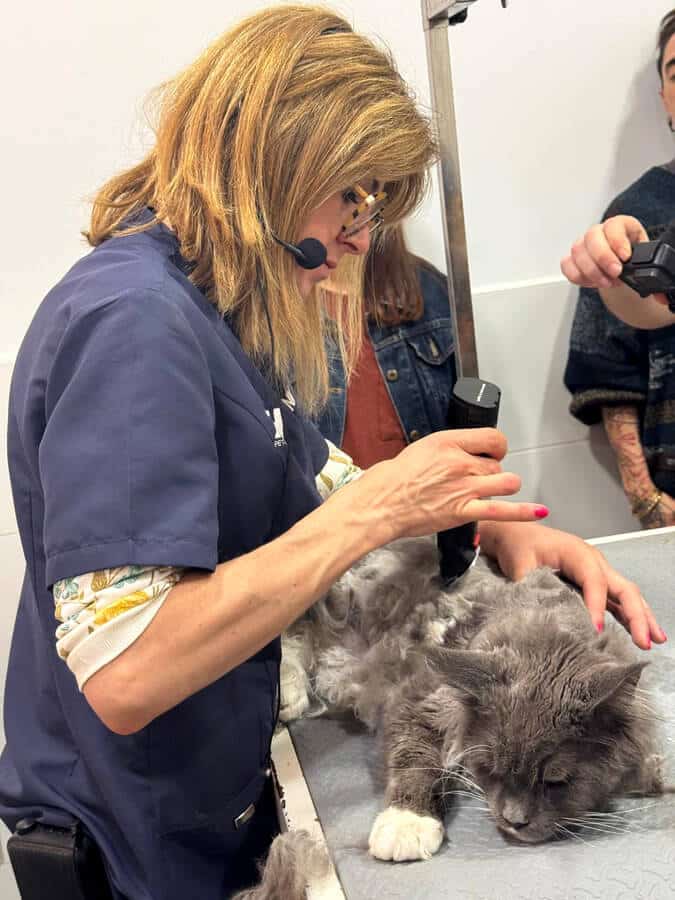 peluquería felina curso