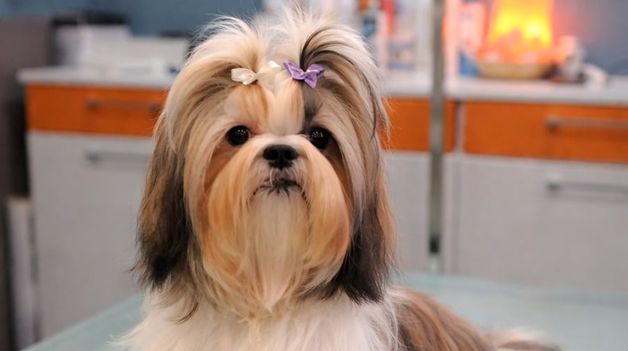 demanda de peluqueros caninos