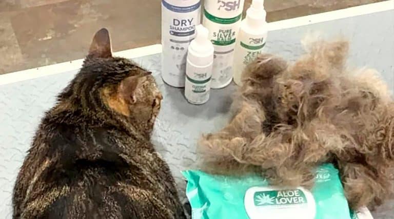 deslanado en gatos