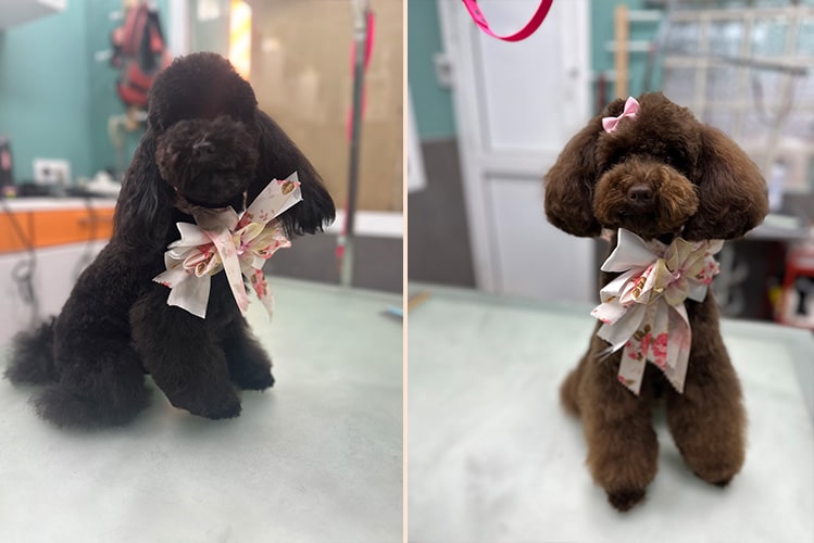 Tipos de cortes de pelo en caniches: más allá de la estética