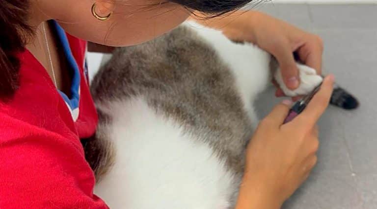 ¿Es bueno cortar las uñas a los gatos?