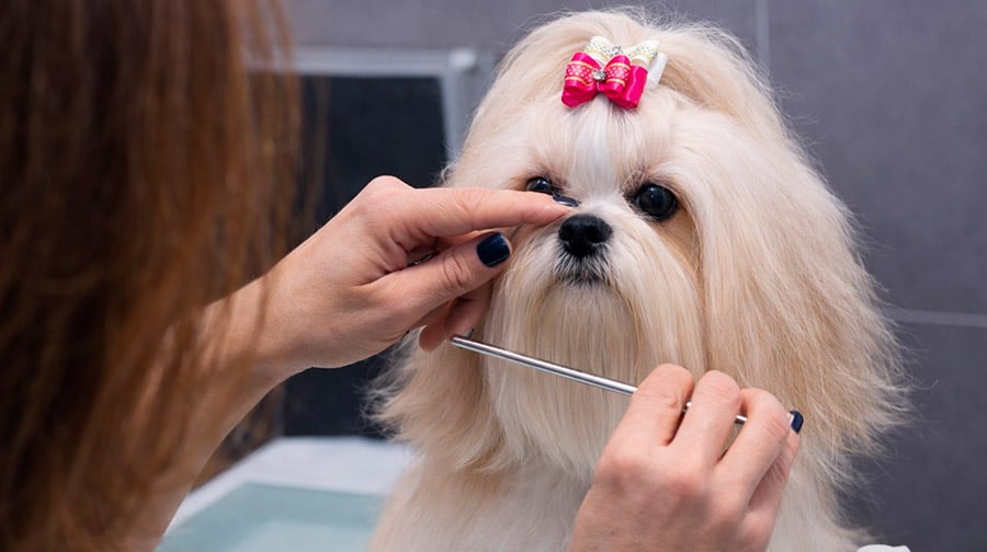 ¿Es rentable la peluquería canina?