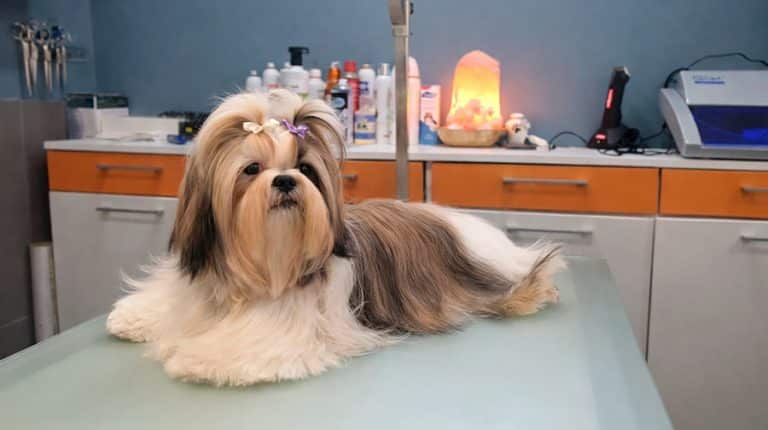 ¿Existe una gran demanda de peluqueros caninos?