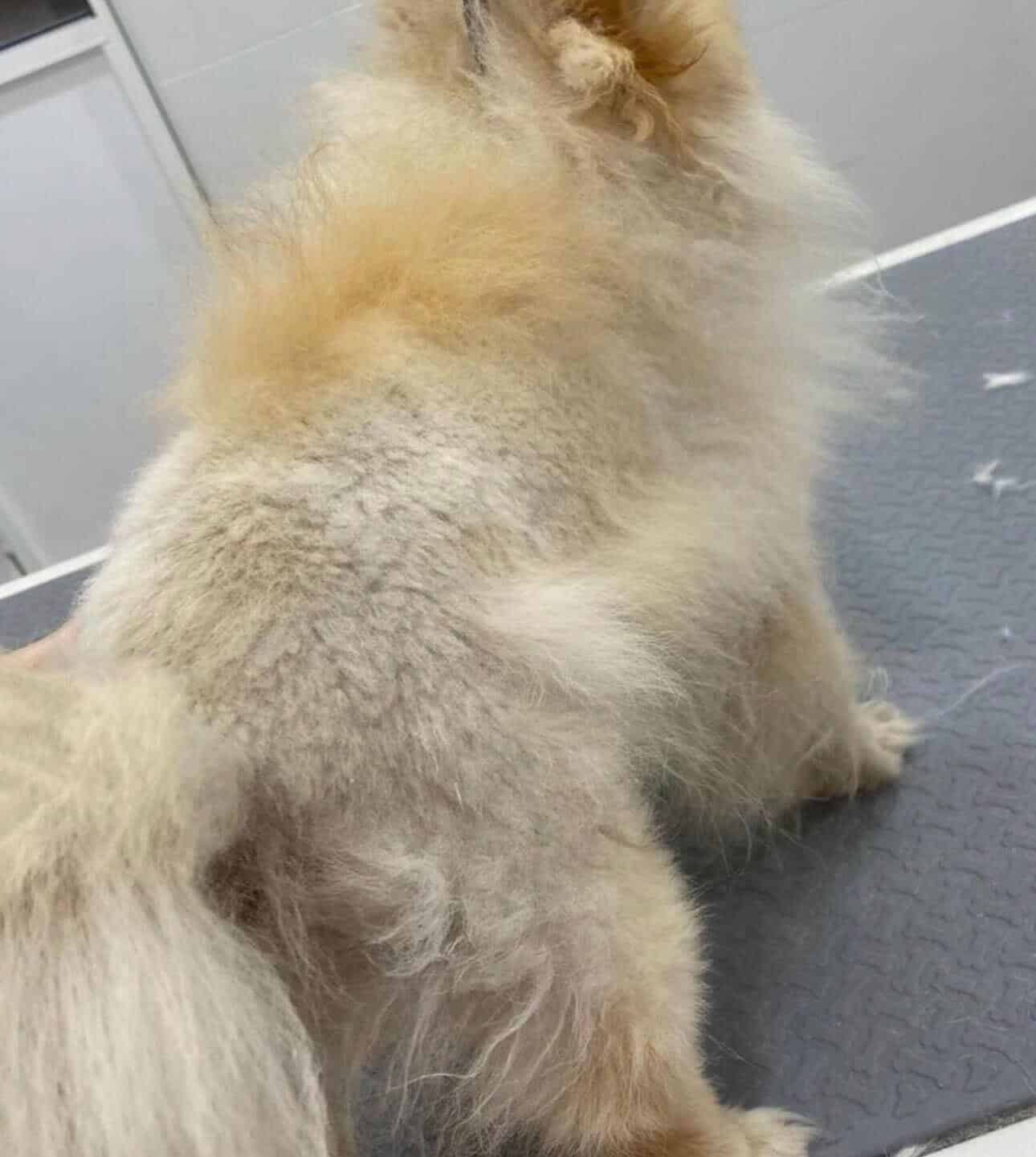 masterclass manto animales