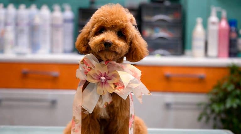 Mejor corte de pelo para Caniche Toy