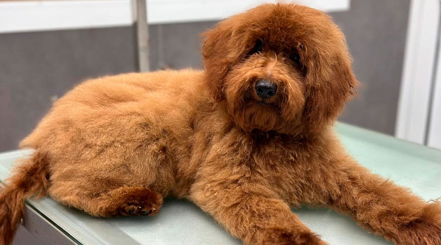 Mejor corte de pelo para caniche
