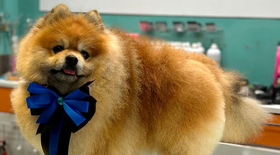 mejor corte de pelo para Pomerania