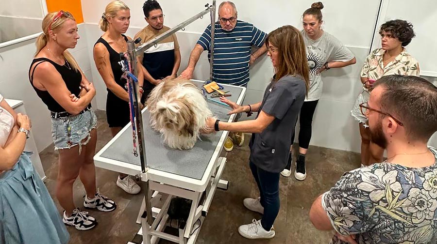 Cuánto vale montar una peluquería canina desde 0