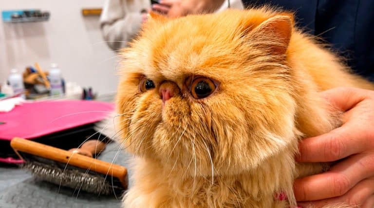 nariz seca gatos