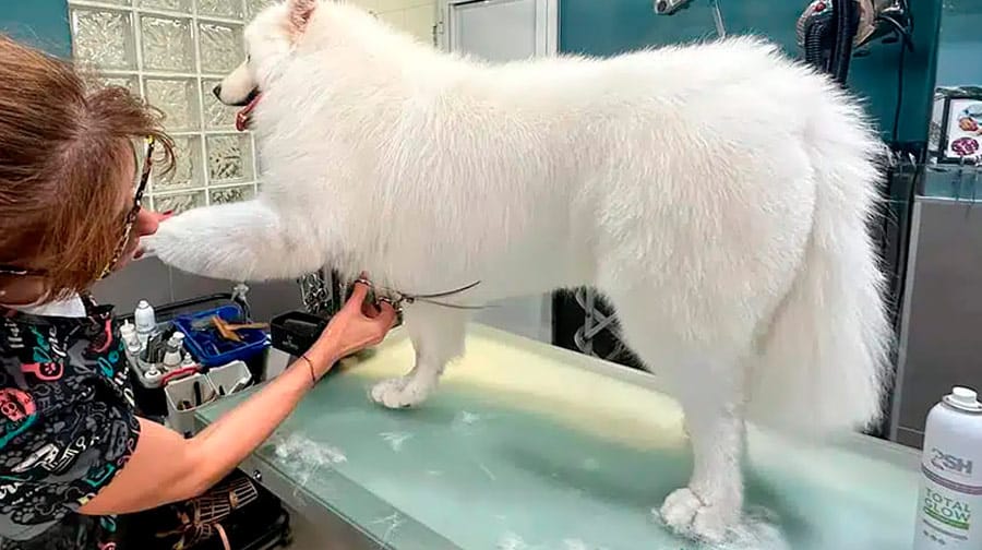 negocio de peluquería canina