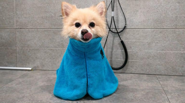 ¿Por qué fracasan los negocios de peluquería canina?