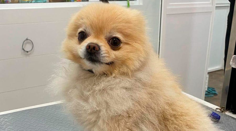 alopecia X en Pomerania