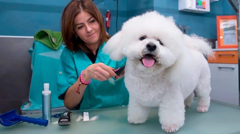 que se necesita para montar una peluqueria canina