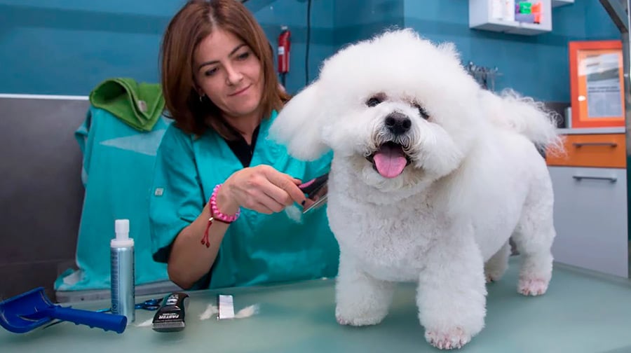 que se necesita para montar una peluqueria canina