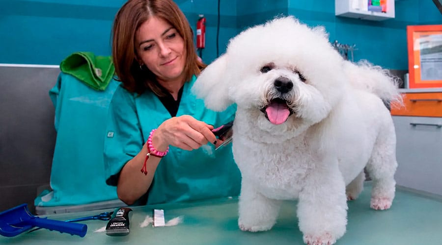 que se necesita para montar una peluqueria canina