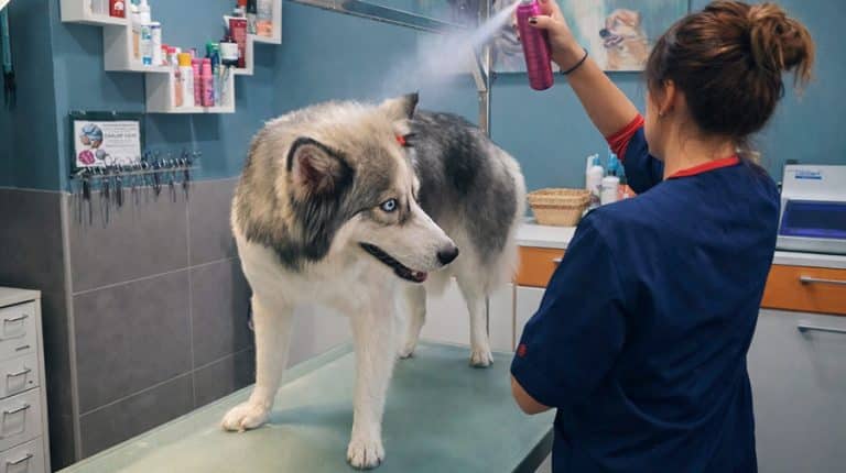¿Se puede vivir de la peluquería canina?