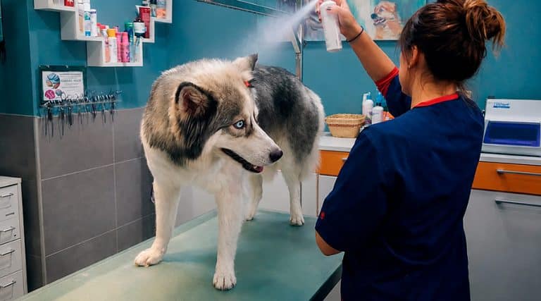 ¿Se puede vivir de la peluquería canina?