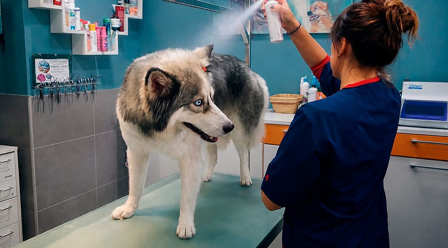 ¿Se puede vivir de la peluquería canina?