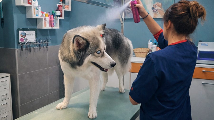¿Se puede vivir de la peluquería canina?