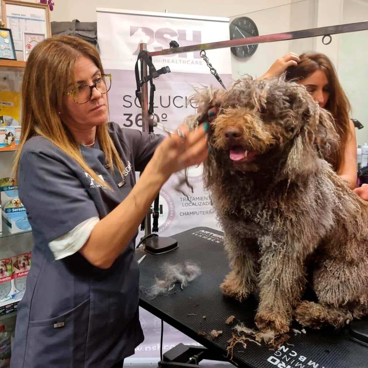 Formación en Peluquería canina y felina. Academia Sonia Cozar