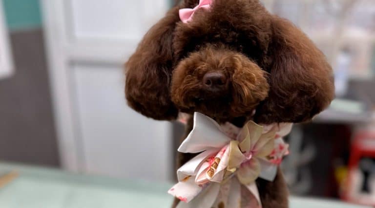 Tipos de cortes de pelo en caniches